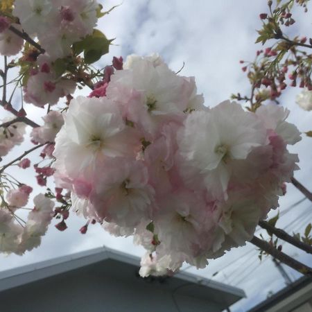 Cherry Blossom Apartment Napier Esterno foto